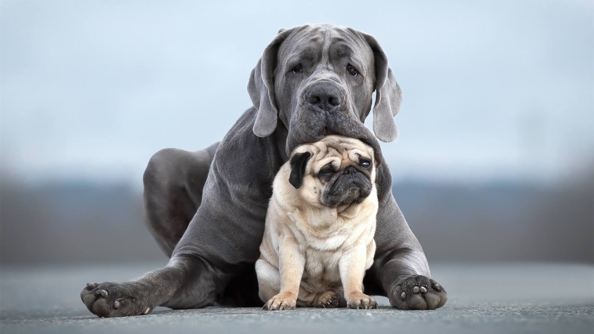 卢卡库天神下凡！独造三球统治攻防，突尼斯防线被他一人击溃