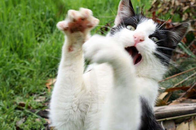 谁终结快船航母？切特一剑封喉，国王逆袭剧本震撼上演！