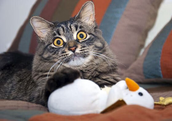 保罗领袖魅力全开，浙江队力克火箭引爆篮球界，一场跨联赛的经典对决！